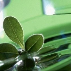 Міжнародна наукова інтернет-конференція «ОЛІЙНІ КУЛЬТУРИ: СЬОГОДЕННЯ ТА ПЕРСПЕКТИВИ»