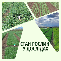 СТАН РОСЛИН У ДОСЛІДАХ