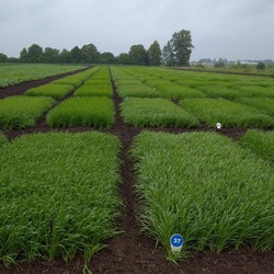 Інформація про організацію провeдення ділянкового (грунтового) та лабораторного сортового контролю ботанічних таксонів озимого типу розвитку під урожай 2021 року