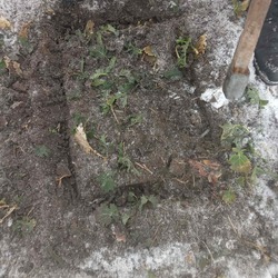 Визначення стану посівів ботанічних таксонів озимого типу розвитку